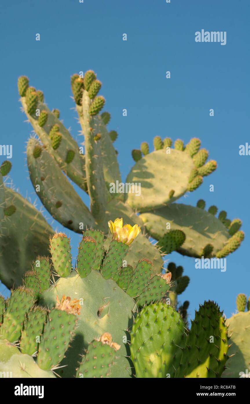 Le figuier de Barbarie (Opuntia côtières littoralis), Tunis, l'Afrique Banque D'Images