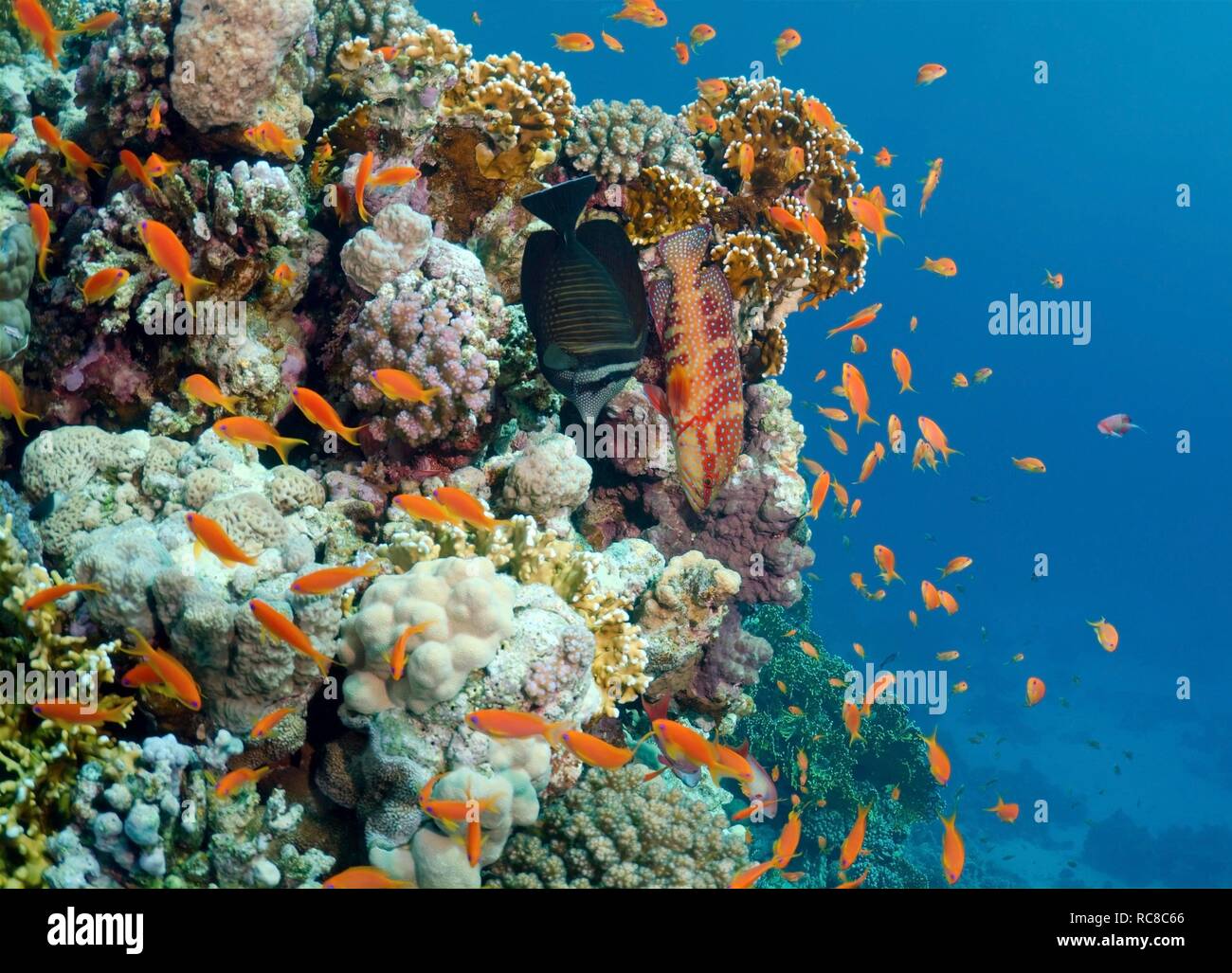 Mer goldies (Pseudanthias squamipinnis), Red Sea, Egypt, Africa Banque D'Images