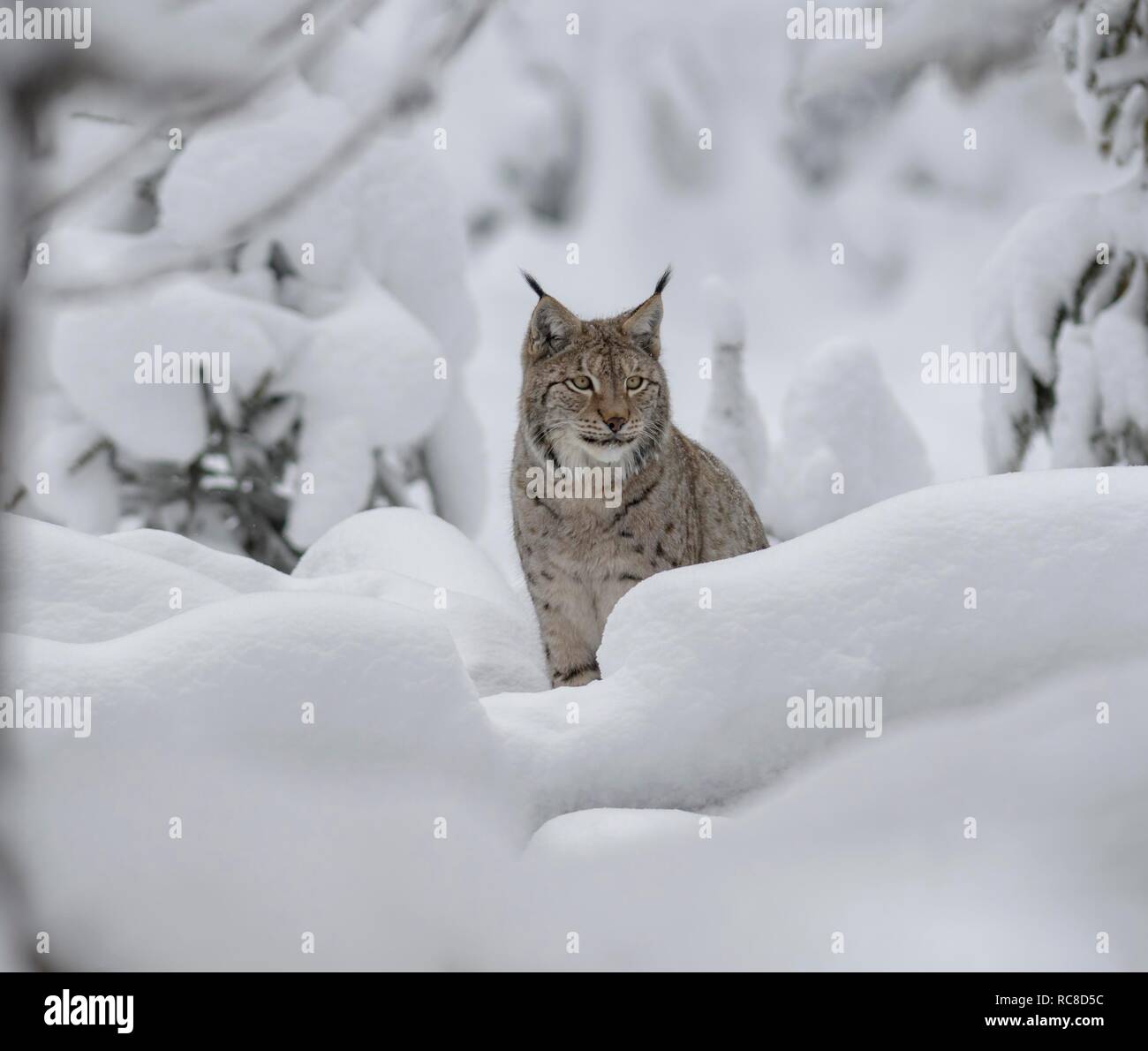 Le lynx eurasien (Lynx lynx), homme, se trouve dans une forêt enneigée, captive, forêt de Bavière, Bavière, Allemagne Banque D'Images