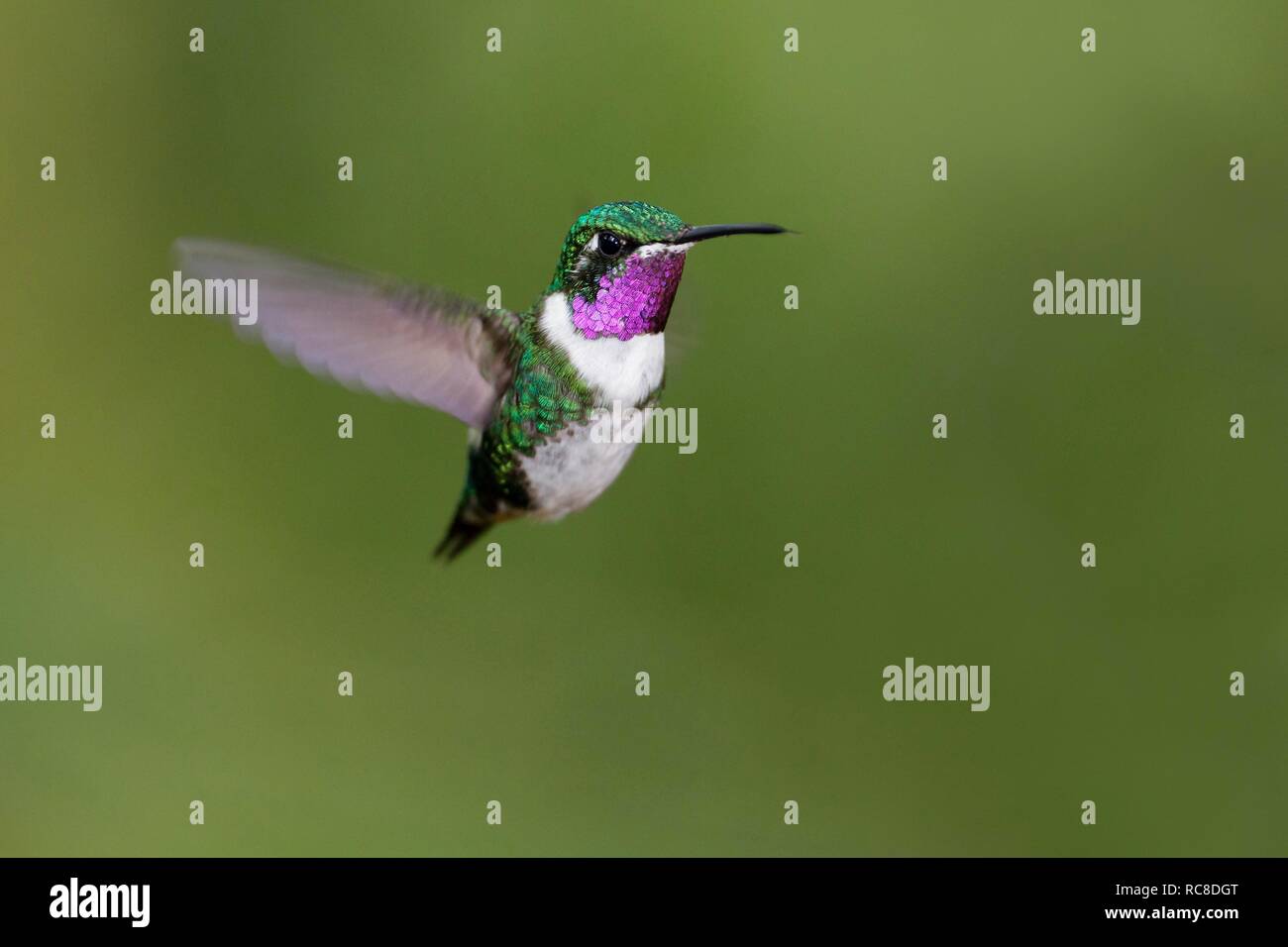 White-bellied woodstar (mulsant Chaetocercus), homme, battant, forêt tropicale, forêt de nuages, le nord de l'Équateur, l'Équateur, la forêt vierge Banque D'Images