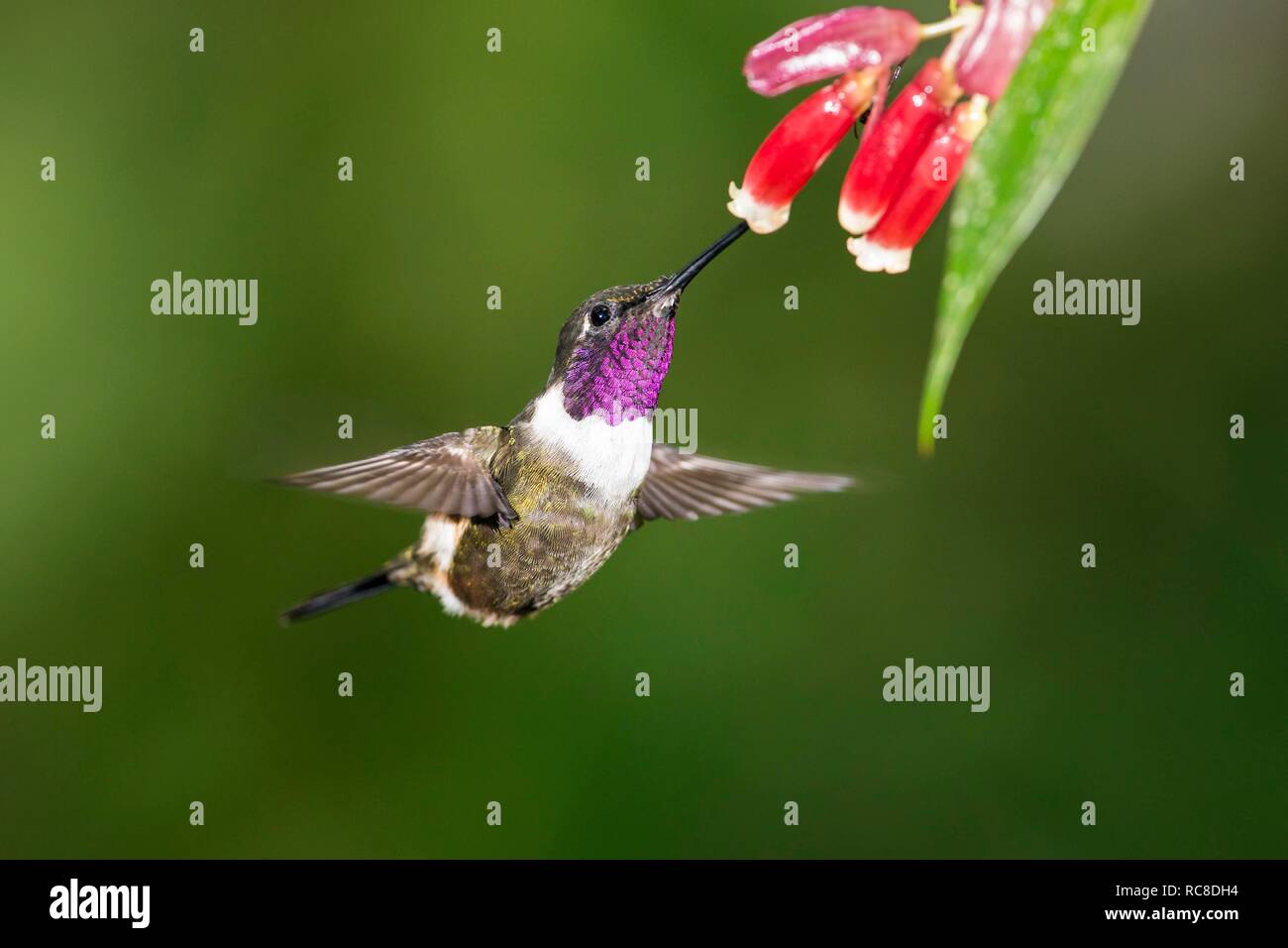 Purple-throated woodstar (Calliphlox mitchellii), homme sur fleur rouge, volant, forêt tropicale, forêt de nuages, le nord-ouest de l'Équateur Banque D'Images