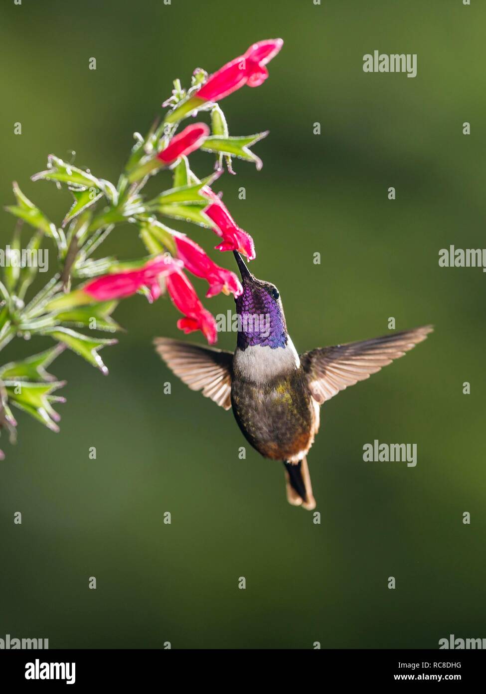 Purple-throated woodstar (Calliphlox mitchellii), homme avec fleur rose, volant, forêt tropicale, forêt de nuages, le nord-ouest de l'Équateur Banque D'Images