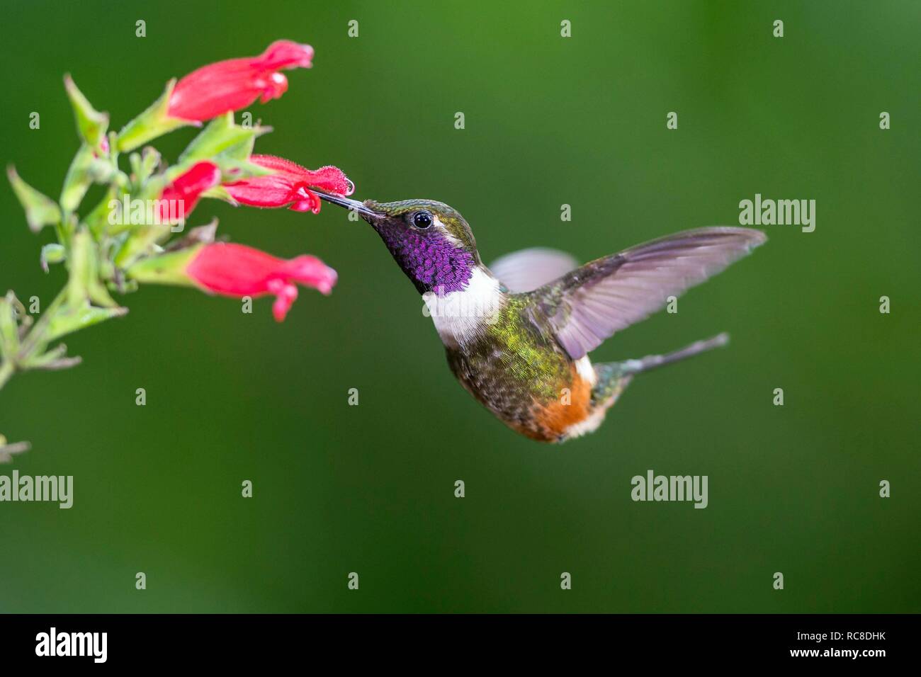 Purple-throated woodstar (Calliphlox mitchellii), mâle à fleur, battant, forêt tropicale, forêt de nuages, le nord-ouest de l'Équateur Banque D'Images