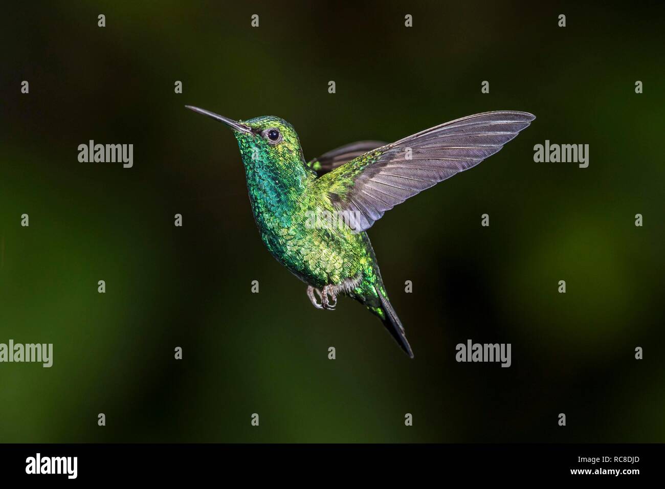 Blue-tailed emerald (Chlorostilbon mellisugus), voler, forêt tropicale, forêt de nuages, nord-ouest de l'Equateur, Equateur Banque D'Images