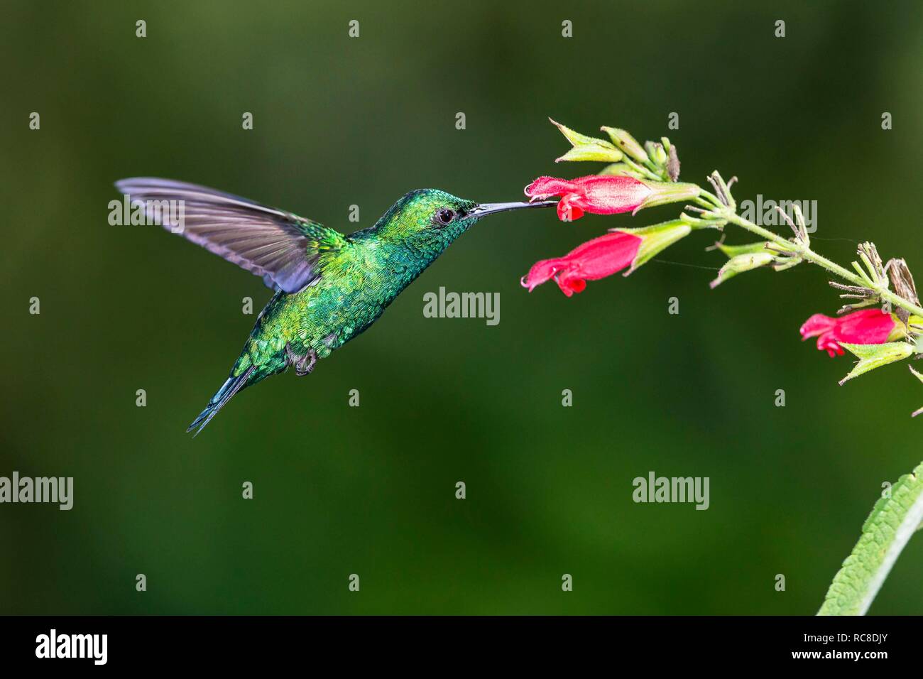 Blue-tailed emerald (Chlorostilbon mellisugus) avec fleur rouge, volant, forêt tropicale, forêt de nuages, le nord-ouest de l'Equateur, Equateur Banque D'Images