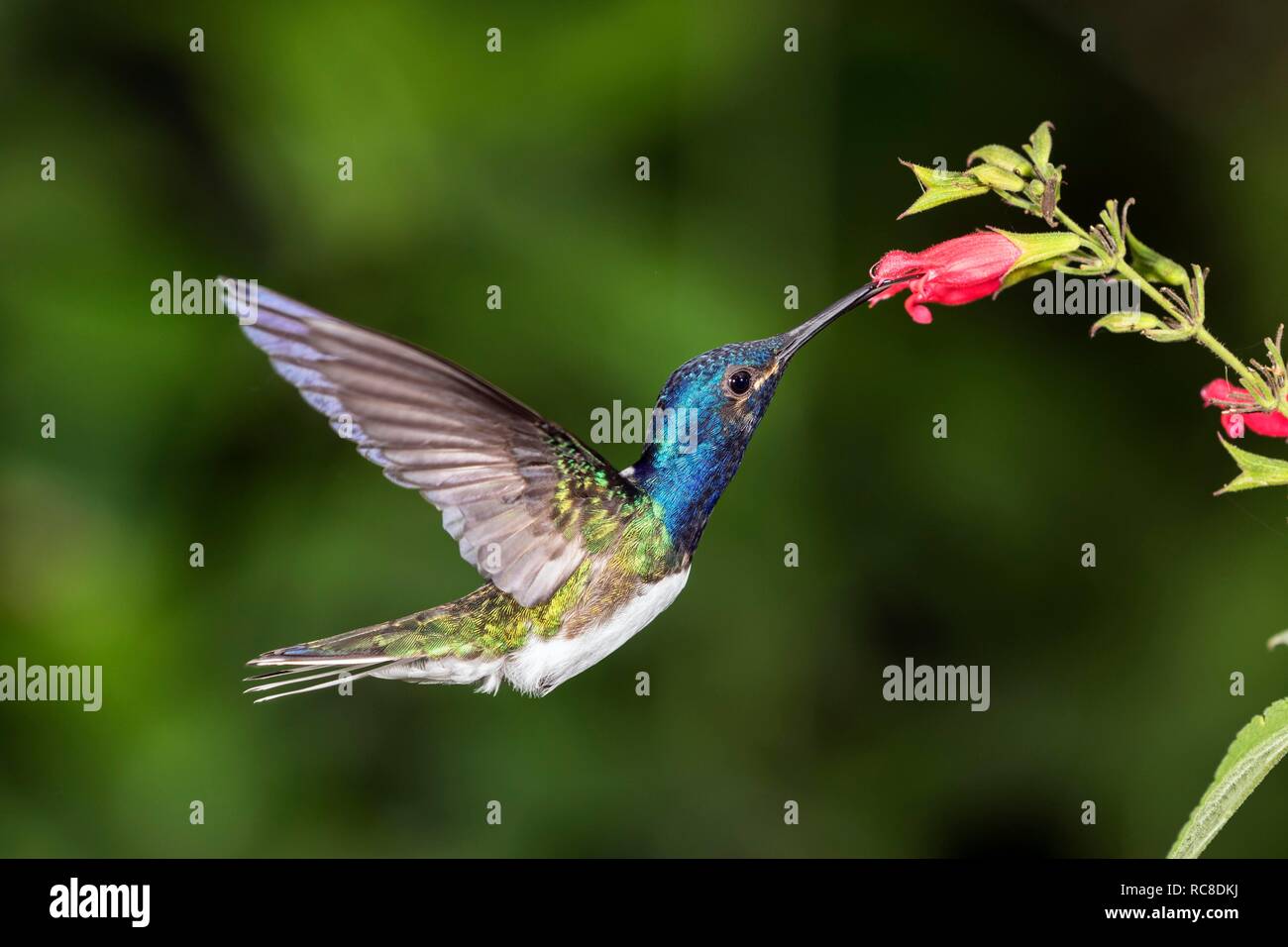 White-necked jacobin (Florisuga mellivora), homme sur fleur rouge, volant, rainforest, Equateur Banque D'Images