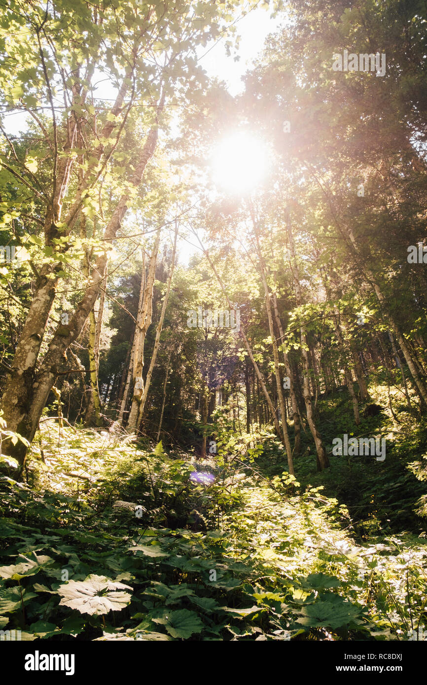 Forêt en Nuziders, Vorarlberg, Autriche Banque D'Images