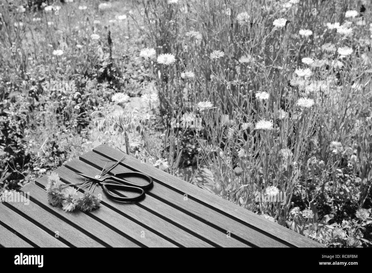 Couper barbeaux et jardin ciseaux sur une table en bois dans un jardin de fleurs sauvages - traitement monochrome Banque D'Images
