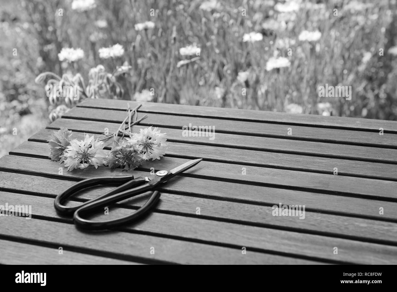 Ciseaux fleuriste à côté de réduire les barbeaux sur un sommier à lattes en bois dans un jardin de fleurs - avec copie espace - traitement monochrome Banque D'Images