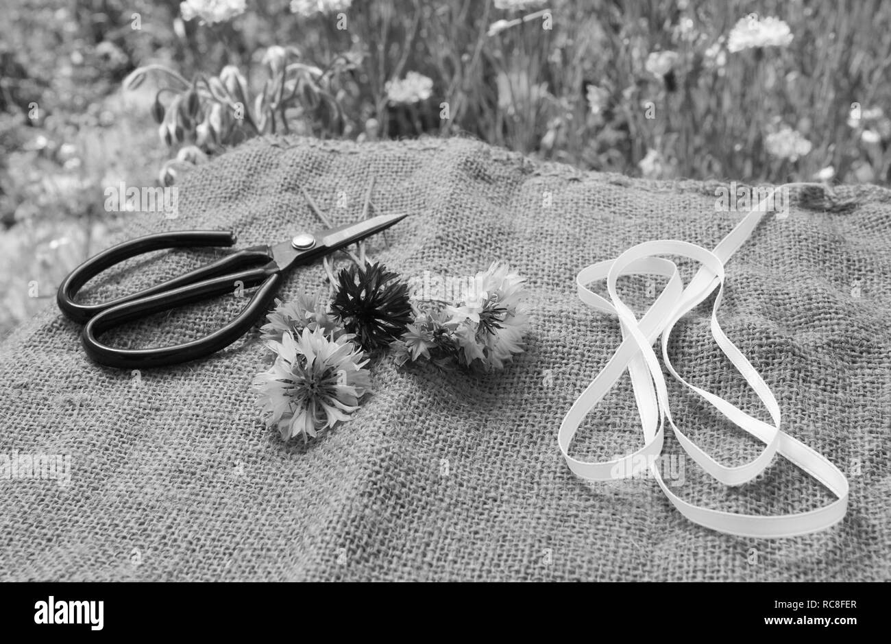 Ciseaux et ruban couche avec barbeaux fraîchement coupé sur une fleur d'été en Hesse - jardin traitement monochrome Banque D'Images