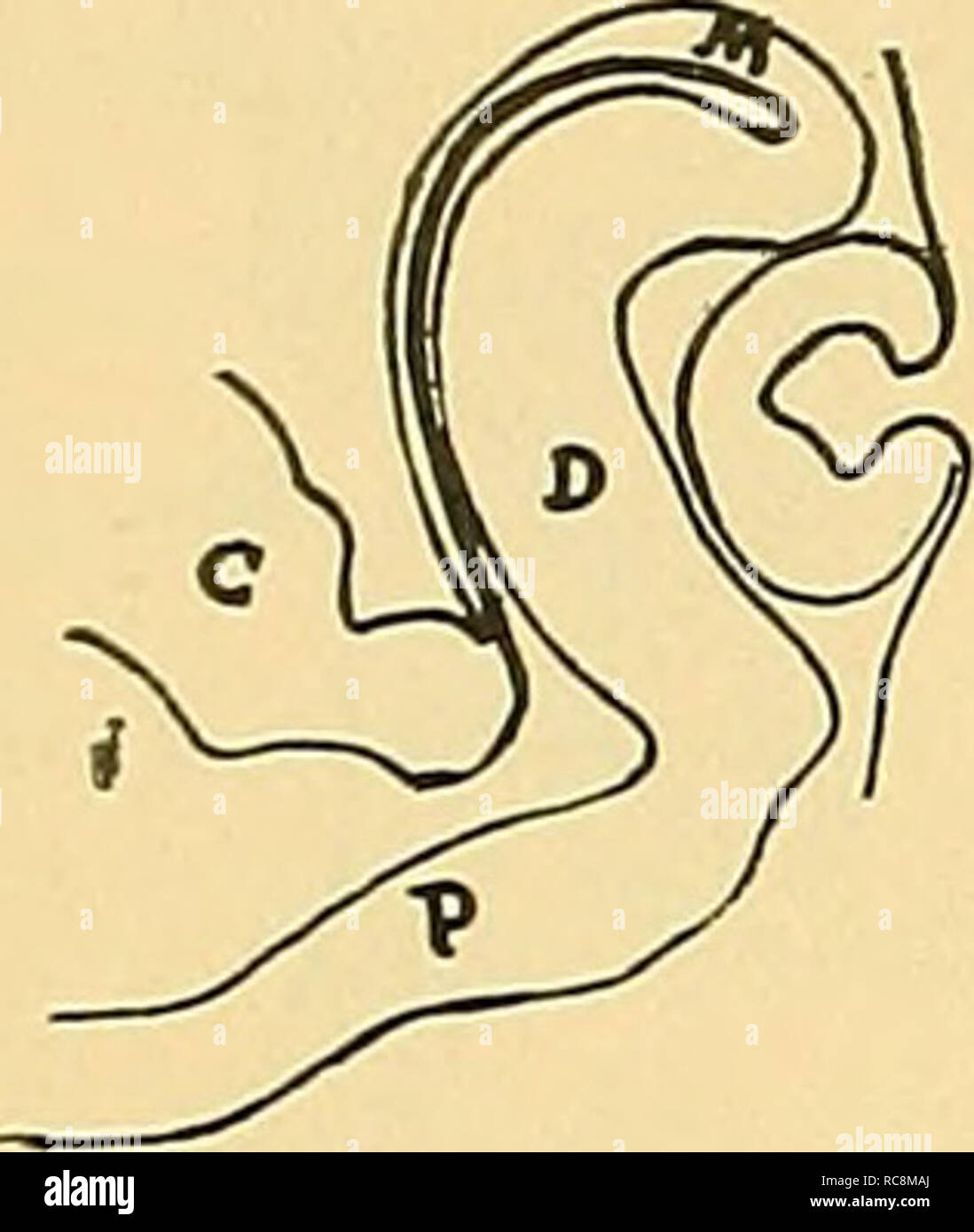 Embriologia Dell Occhio Dei Vertebrati L Embryologie Yeux A 16 A L Del Assottigliamento Ossimale Foglietto Px Si Fa Rapidamente Da Questo Stadio Dans E Poi Quando Il A Cristallino Allo Stato Di Fossetta