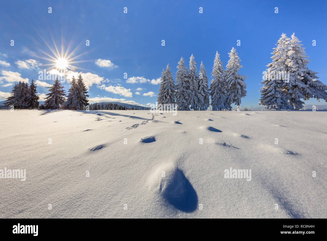 Sapins en hiver dans les montagnes de Bucegi, Roumanie Banque D'Images