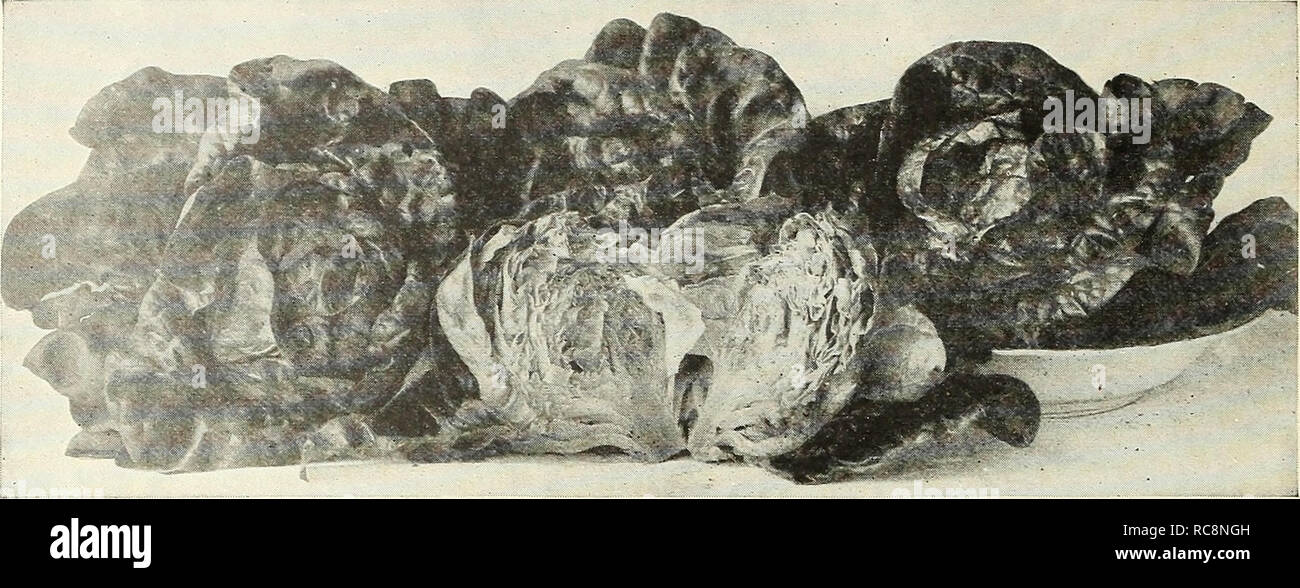 . Dreer's garden book 1927. Les catalogues de graines de pépinière ; catalogues ; Matériel et fournitures de jardinage graines de fleurs ; Catalogues Catalogues ; Graines de legumes fruits ; Catalogues Catalogues de graines. 28 ^flEHPJ^^^mit A.BIB&lt;iDffi^.^JiilpMMB;ii*^. Laitue salamandre-un en-tête de Laitue Laitue variété fiable, Fr. LH, 1 U 1 1 LatHcT ^|,,'Salat, Ger. -Chaque culture jardin accueil shovild maintenir quantités de ce meilleur des salades, et avec la sélection de variétés adaptées à différentes saisons, un approvisionnement régulier peut être maintenu à partir de la fin mai jusqu'à fin octobre. Pour l'approvisionnement de semer plus tôt Banque D'Images