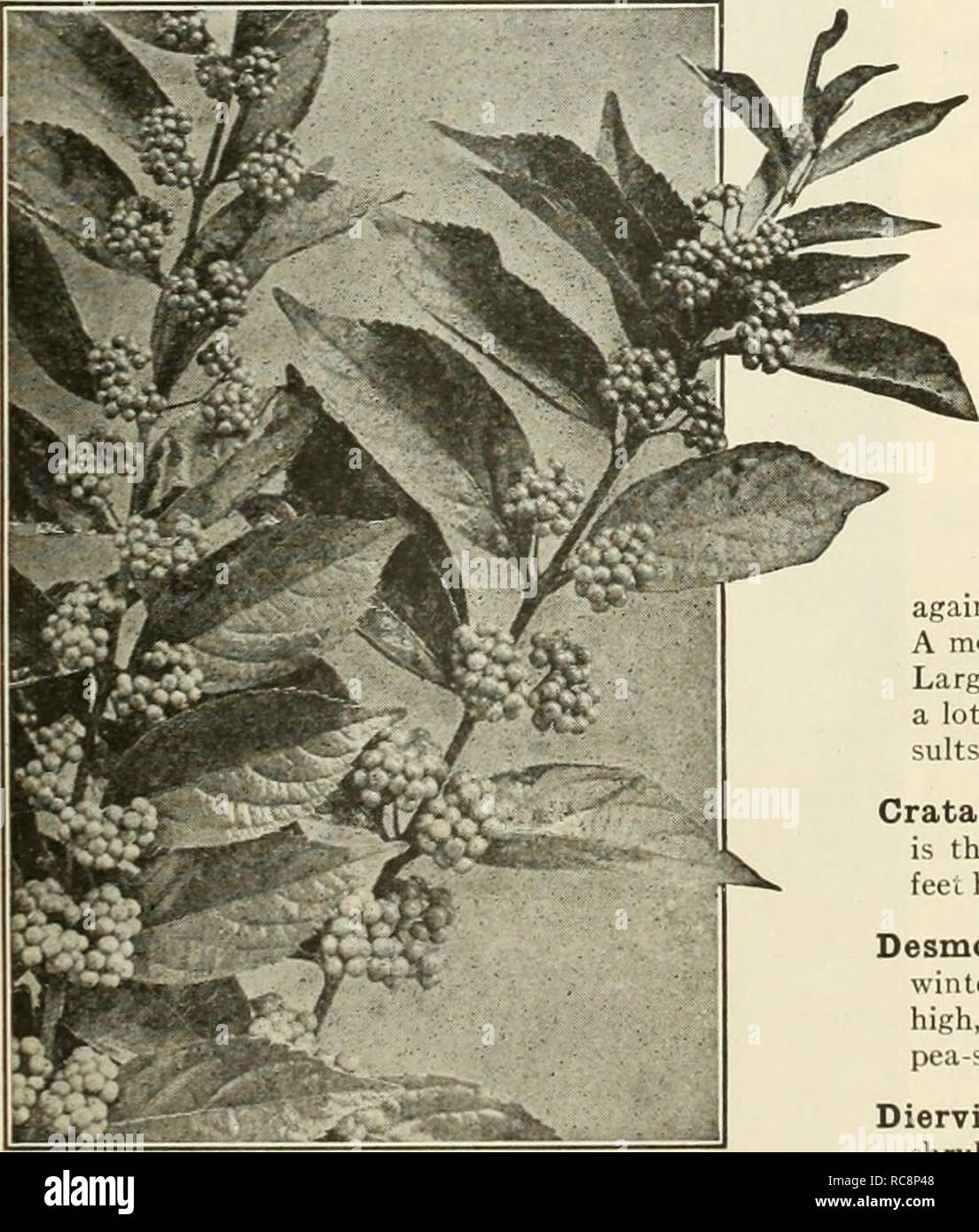 Dreers Garden Book 1925 Les Catalogues De Graines De