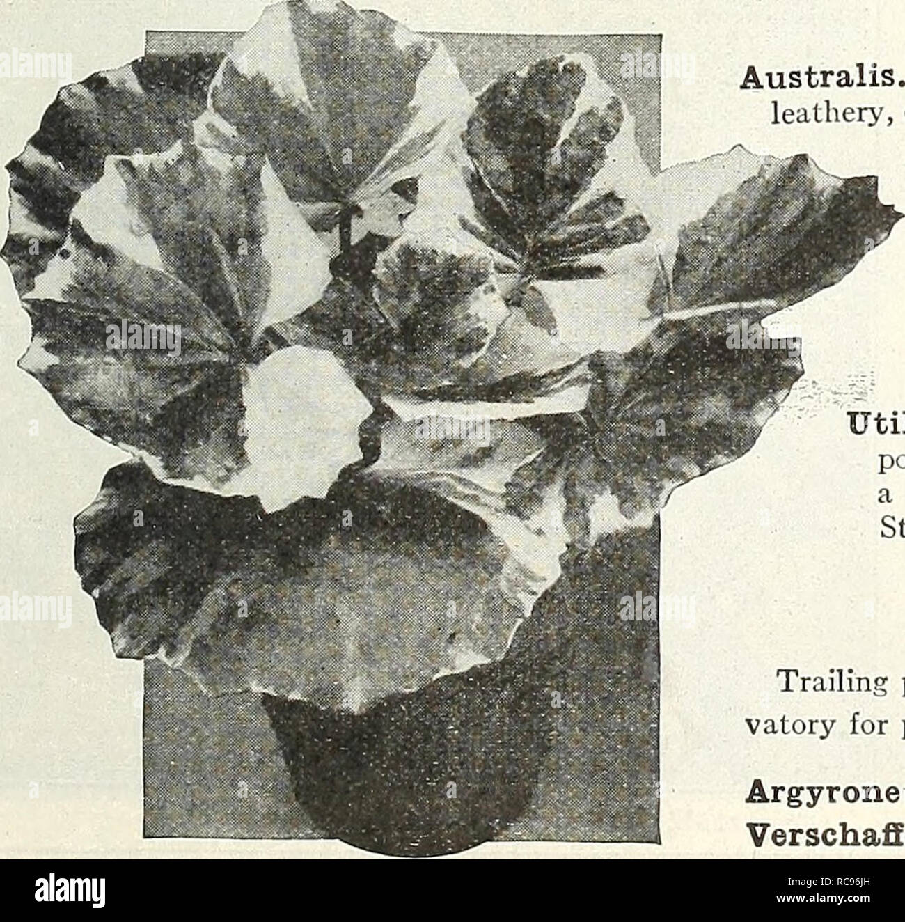 Epiphyllum truncatum Banque de photographies et d'images à haute résolution  - Alamy