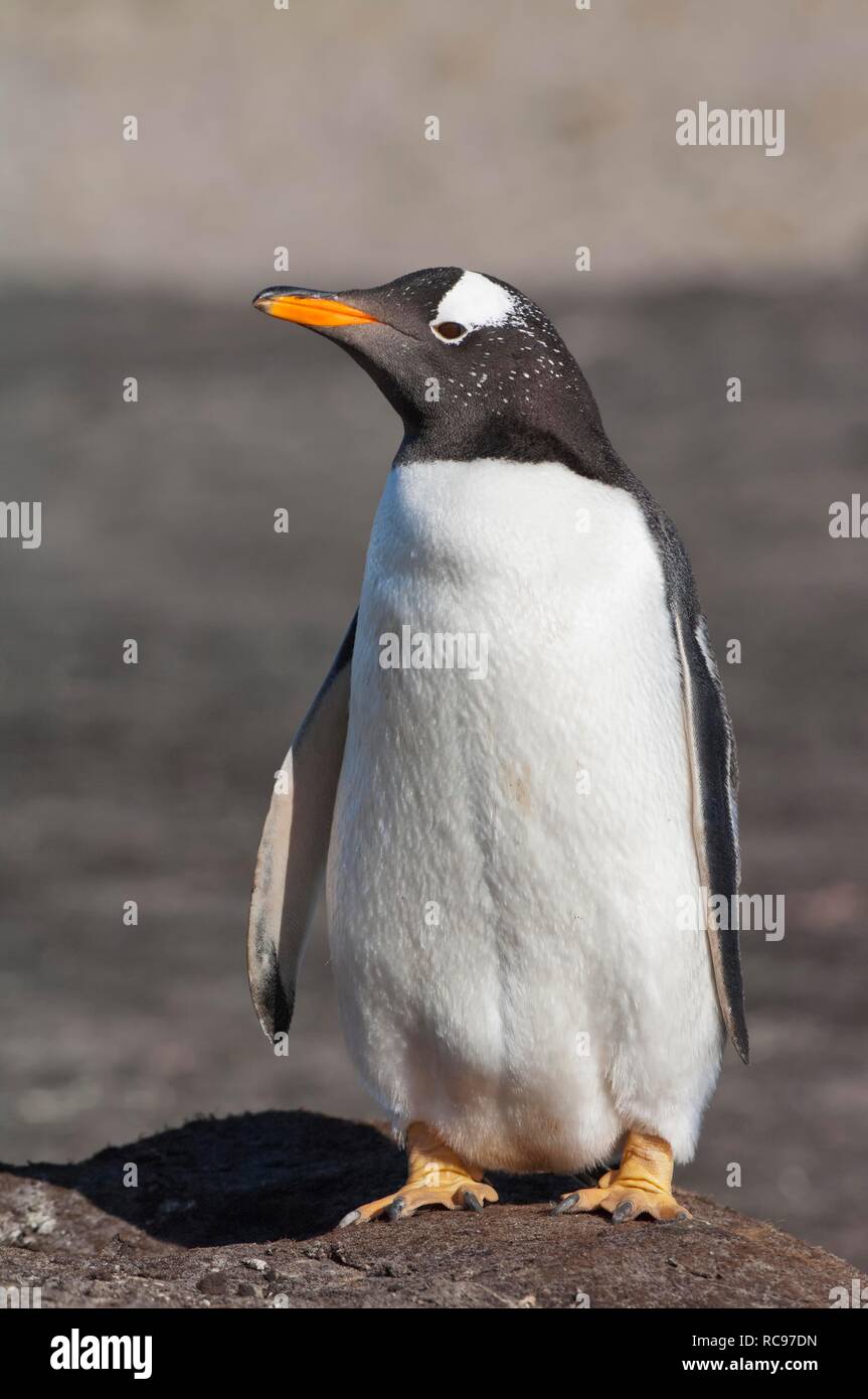 Gentoo pingouin (Pygoscelis papua), Saunders Island, îles Malouines, l'Amérique du Sud Banque D'Images