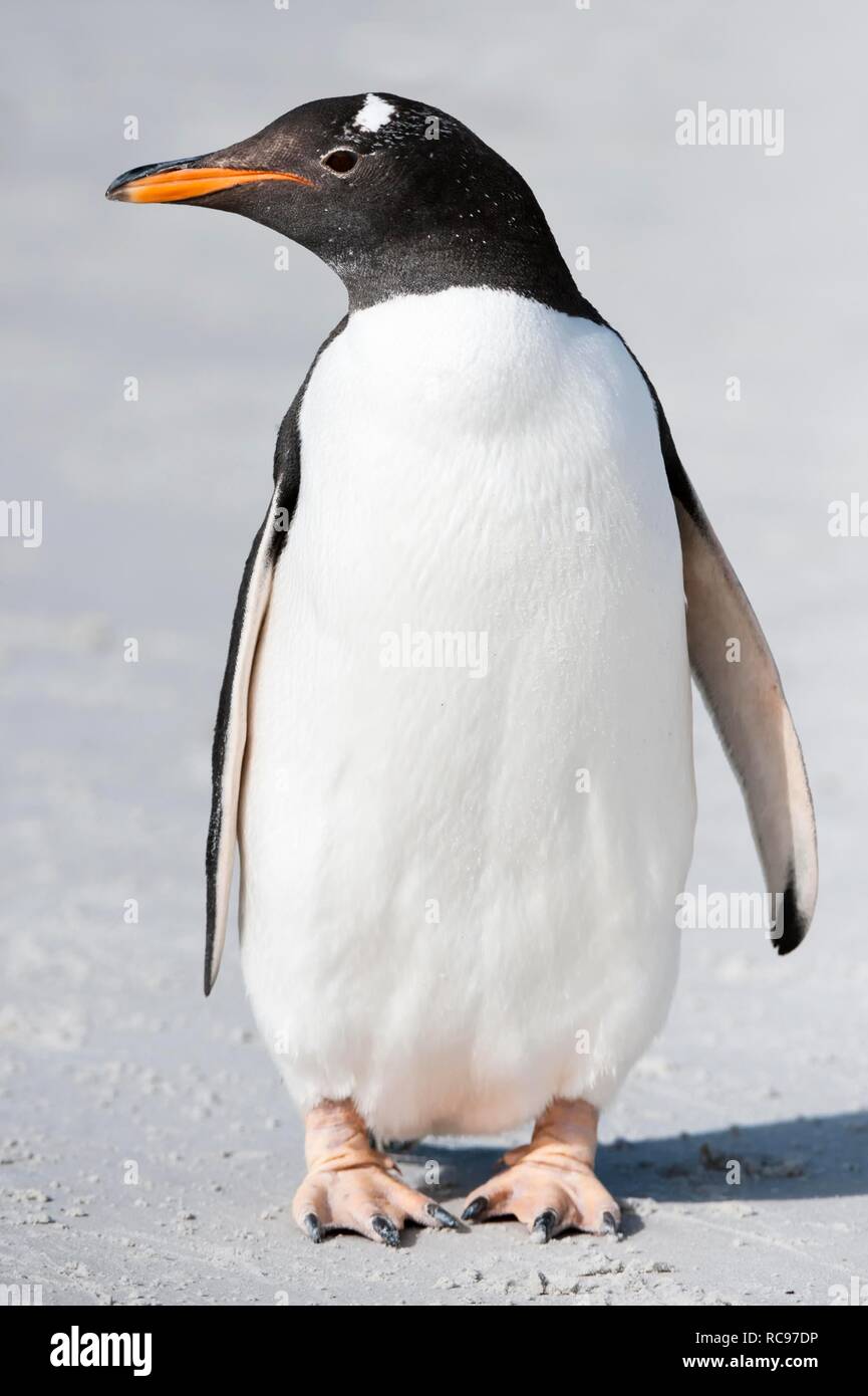 Gentoo pingouin (Pygoscelis papua), Saunders Island, îles Malouines, l'Amérique du Sud Banque D'Images