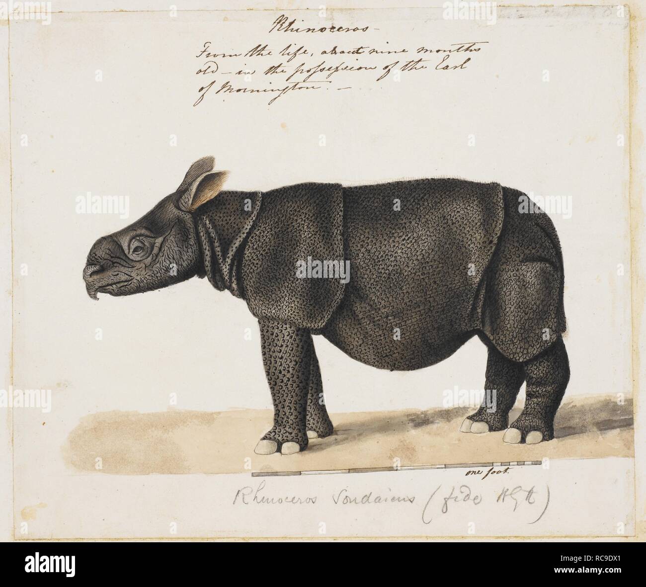 Onehorned plus petits, rhinocéros Javan Rhinoceros Rhinoceros sondaicusâ «€™. Albums de Wellesley. 1798 - 1805. Source : NHD 32/46. Auteur : ANON. Banque D'Images