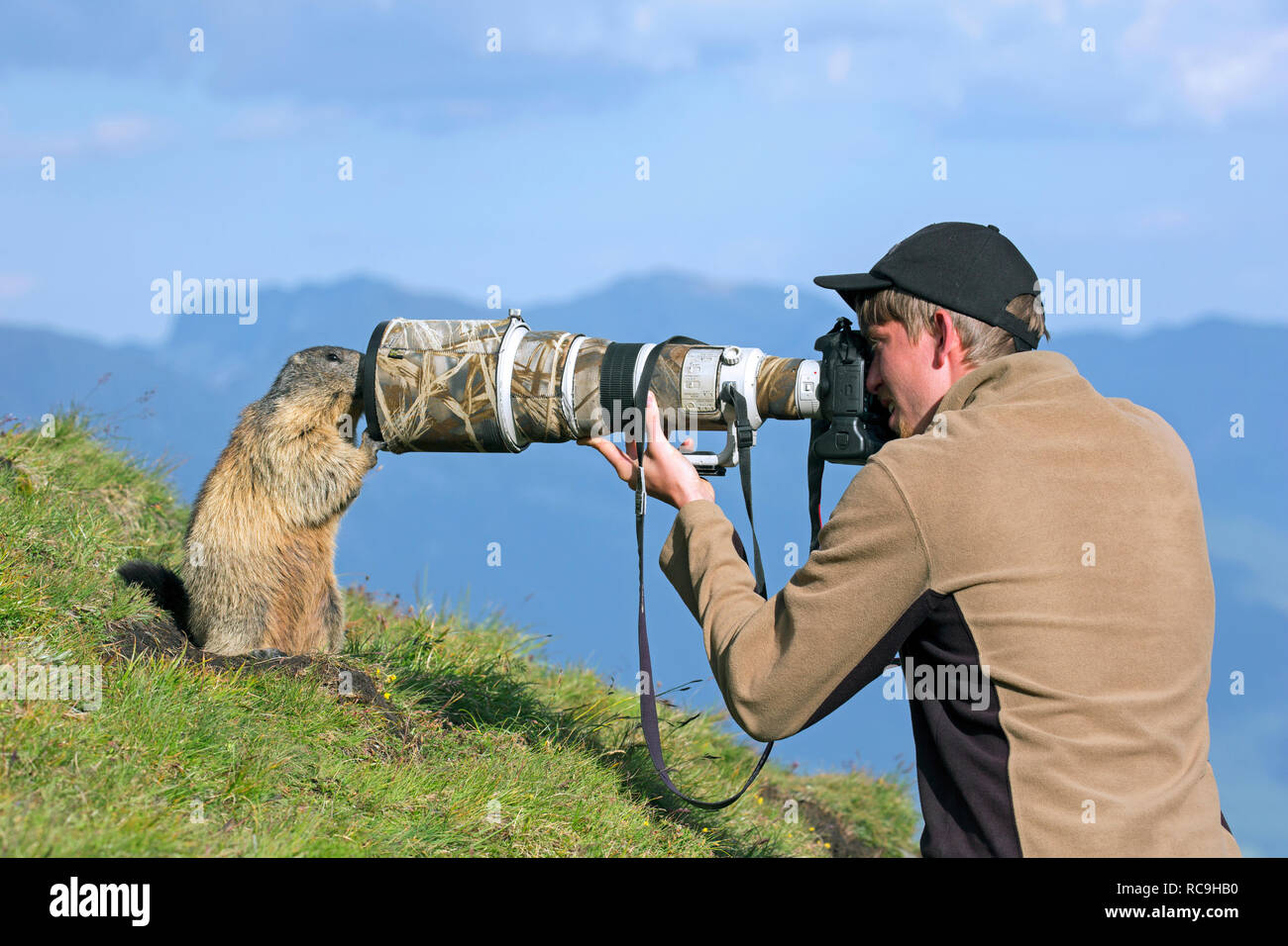 Photographe de la faune à prendre des photos de tame marmotte alpine (Marmota marmota) avec téléobjectif long en été dans les Alpes Banque D'Images