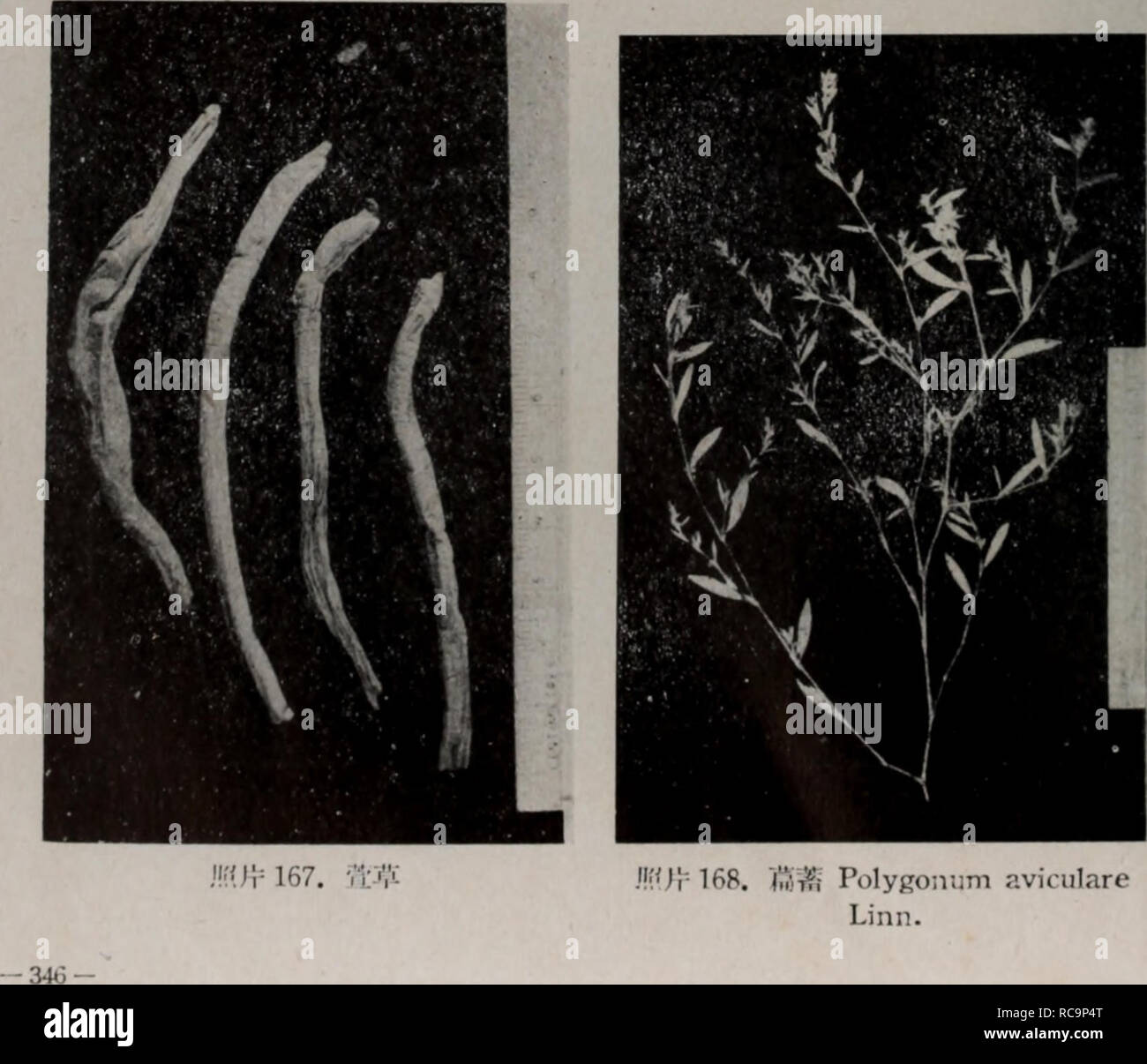 Dong Bei Zhi Wu Yao Tu Zhi Botanique C C165 A Ik 7 J Lr 166 J T Hemerocallis Minor Miller Veuillez Noter Que Ces Images Sont Extraites De La Page Numerisee Des
