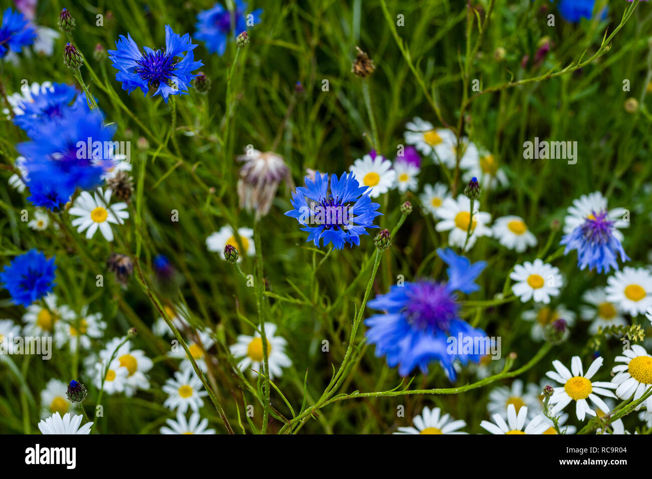 Un champ de fleurs sauvages et de plantes avec la profondeur de champ. Banque D'Images