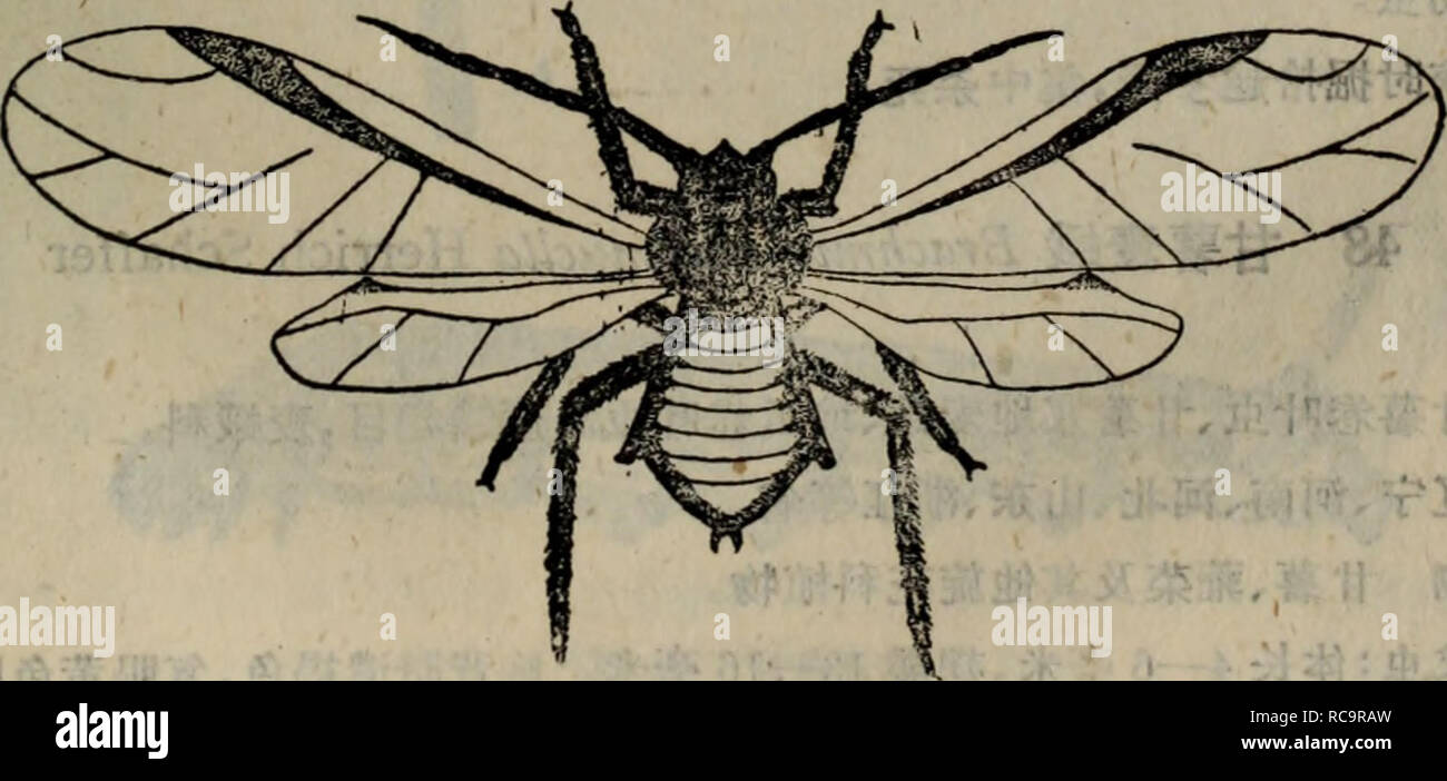 Dong Bei Nong Zuo Wu Hai Chong Tu Shuo Botanique Aºaa Aeeaae A C 8 20a Aa Ae Ae I Paae 1 A C C A Sae Ae Aea Ae Ae Ae 2 E 1 666aec C Ifia 0 5 666 3ac Aa 2 A Ae 6 Ae A 666 200aae