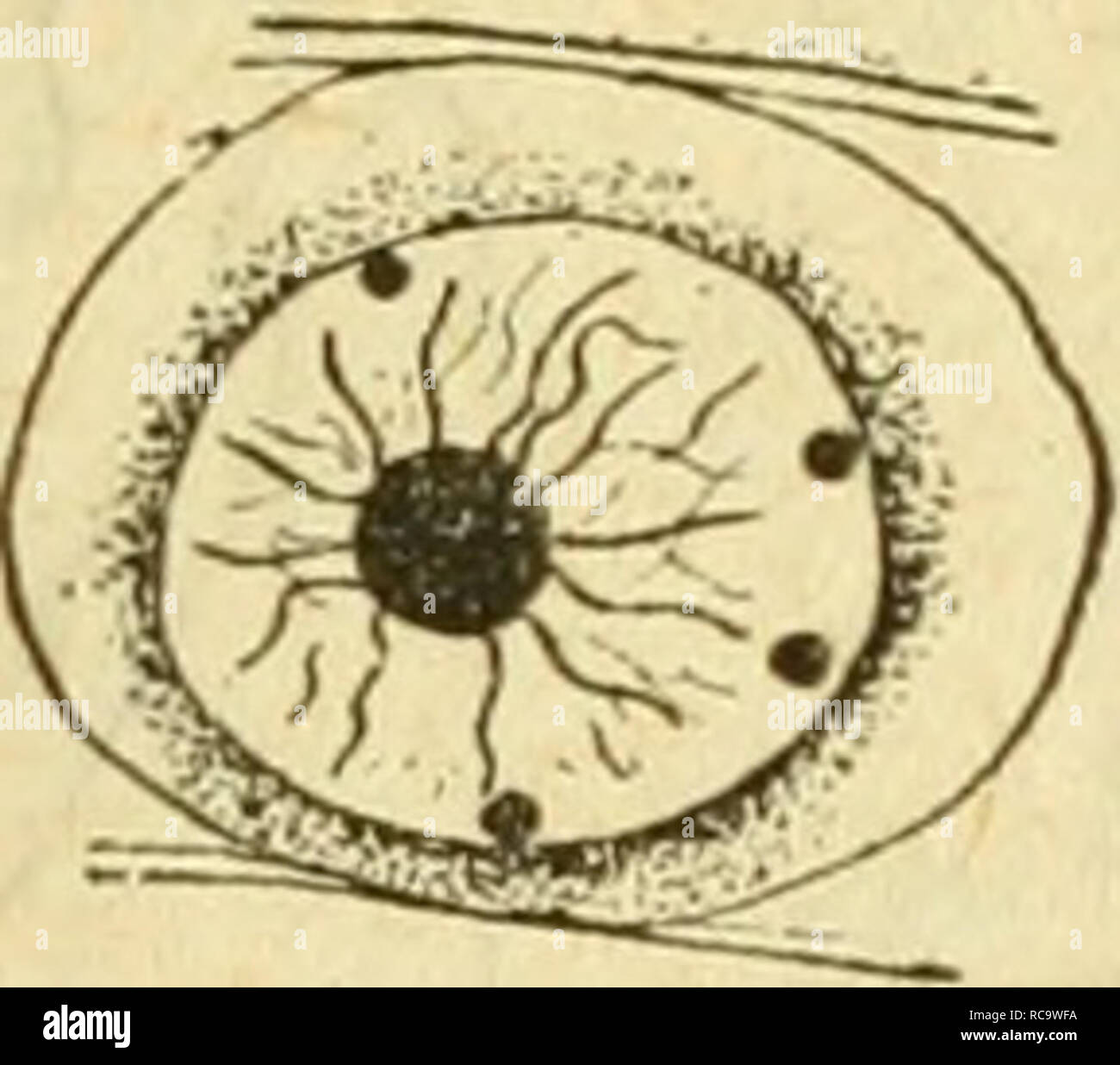 Dobutsugaku Zasshi Zoologie Zoologie Aºaaea Ae A Ae A Ai 3 E Eªª Ceºe Oa A A C A A A A Ae A C A 8 Cae C E K Malade º Ae A A eaea A A Aºc a A A A Ae Aµc3 A A A Cae C Ea A E Ca C Eaa Baªaa C 2 C Ae