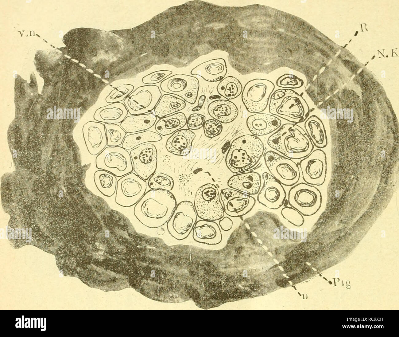 Dobutsugaku Zasshi Zoologie Zoologie 31 A C Aºc Aea Aa Eªea C C A C Ec C Aa A Ee A Ae C Ae E 0c Aaaeµ Ae Aa Aaaaa Aaaa Aa Aa A A A I C C C C A Ce Ae A K A Ae Epig C S A E C E Eªª A A Aa Aa Aec A E Ae A A A A A E F Gt