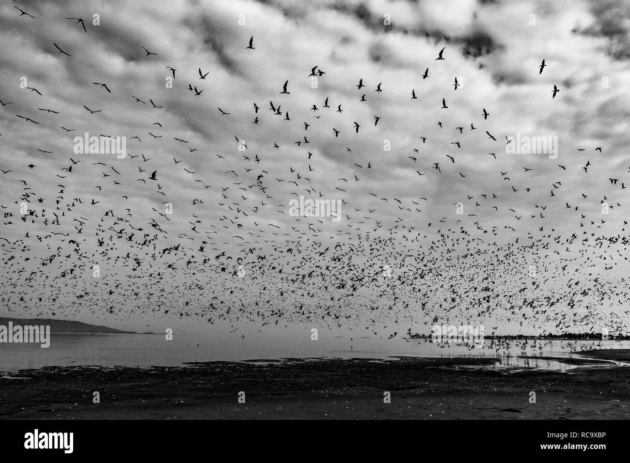 Les oiseaux migrateurs dans la réserve naturelle de Paracas, Ica, Pérou Banque D'Images