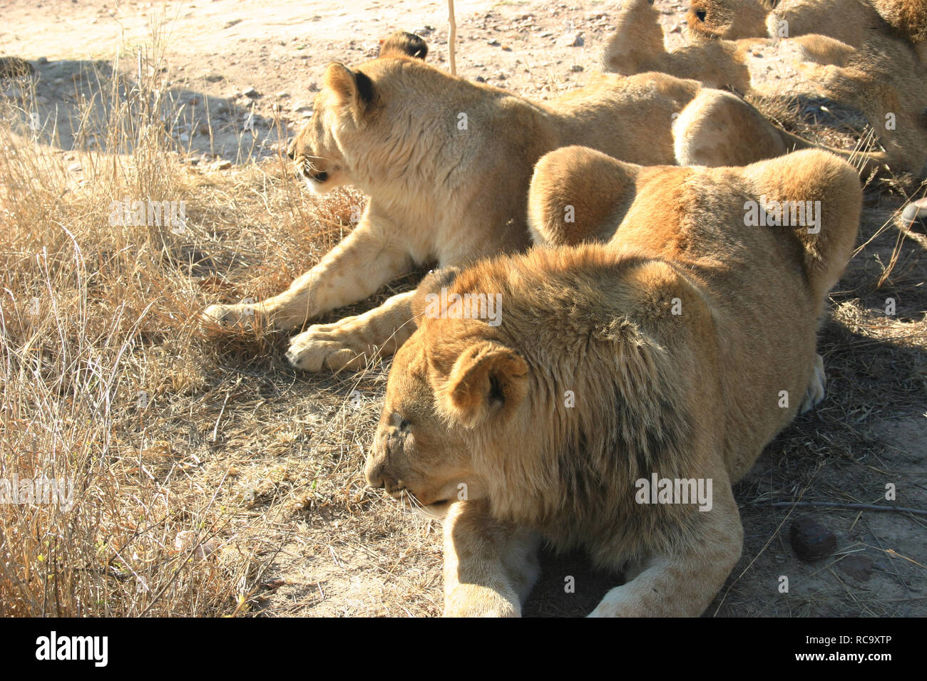 Lion 3d image Banque D'Images