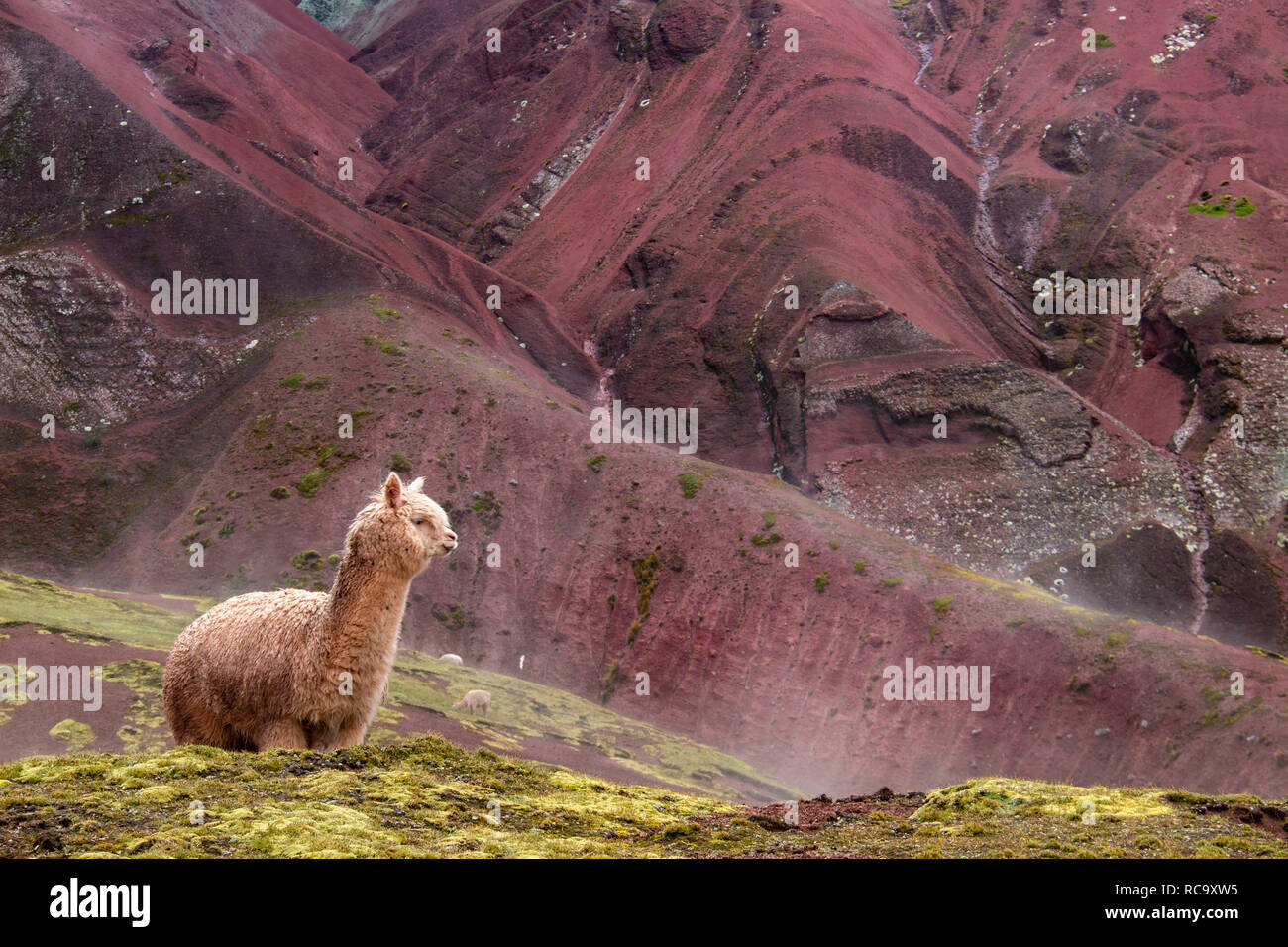 Les alpagas dans la merveilleuse vallée Rouge, Cusco, Pérou Banque D'Images