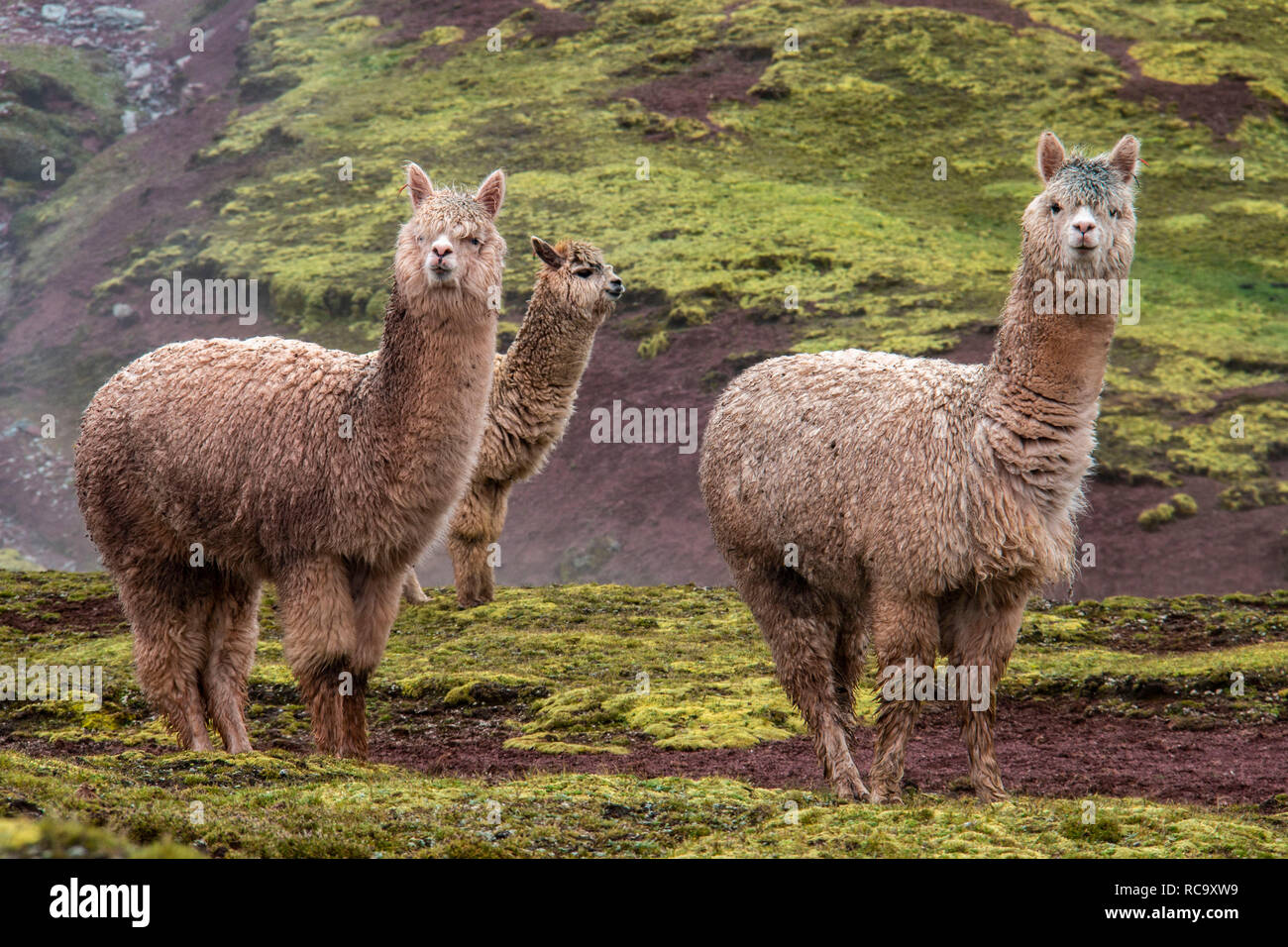 Les alpagas dans la merveilleuse vallée Rouge, Cusco, Pérou Banque D'Images