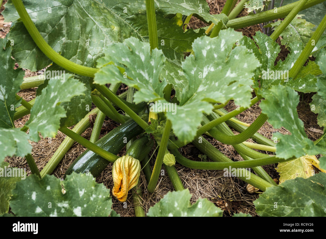Dans un jardin potager, courgettes (courgettes), certaines avec des fleurs comestibles, les plantes poussent sur un paillis de gazon. Banque D'Images