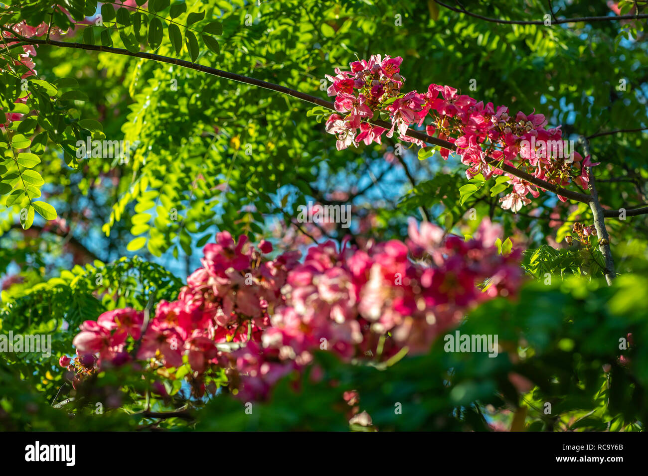Bouquets De Fleurs Dacacia Qui Ont Une Belle Couleur Rose