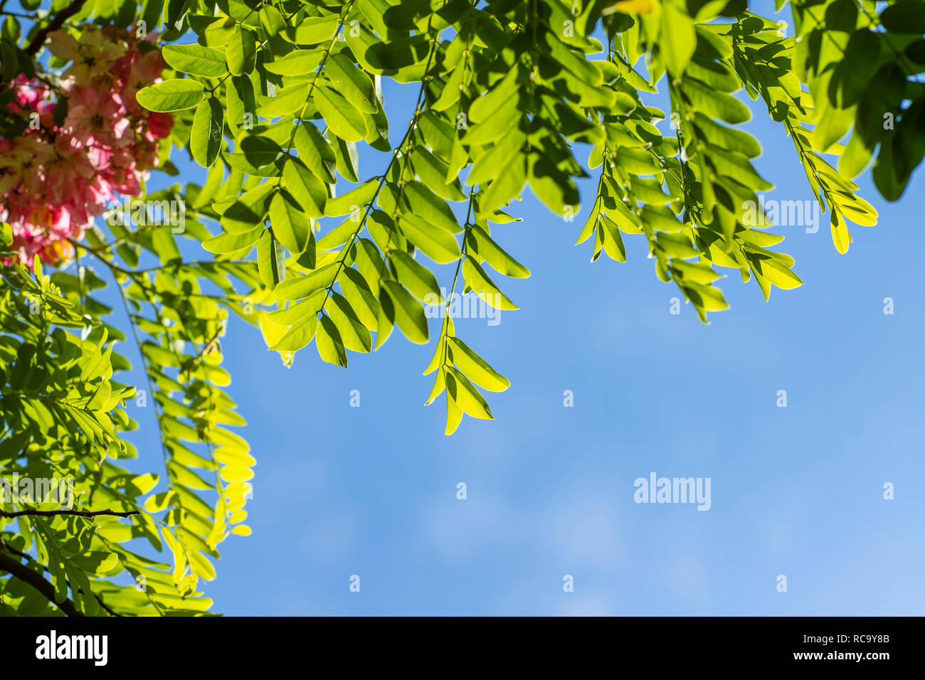 Un détail d'un mur bleu couvert de feuilles vertes. Rose fleurs d'acacia (Robinia Viscosa) contre le ciel. Banque D'Images