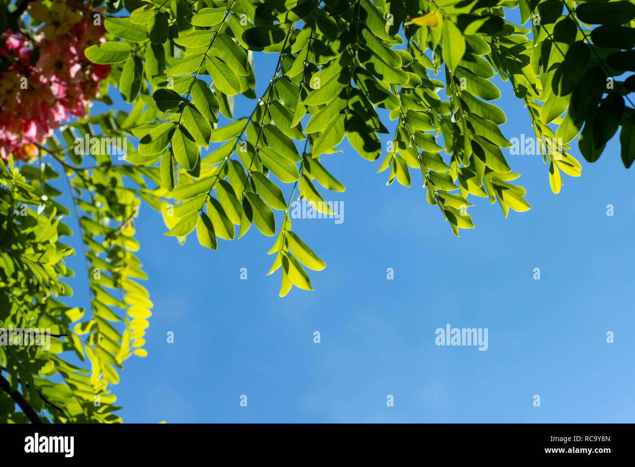 Un détail d'un mur bleu couvert de feuilles vertes. Rose fleurs d'acacia (Robinia Viscosa) contre le ciel. Banque D'Images