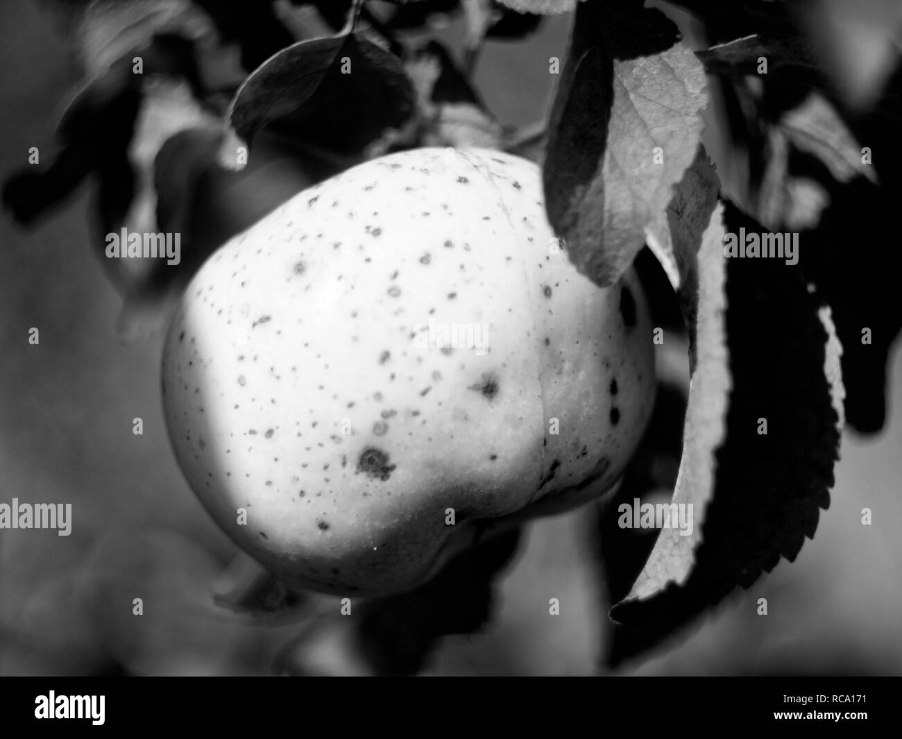 Apple sur un arbre en automne dans le jardin, photo en noir et blanc Banque D'Images