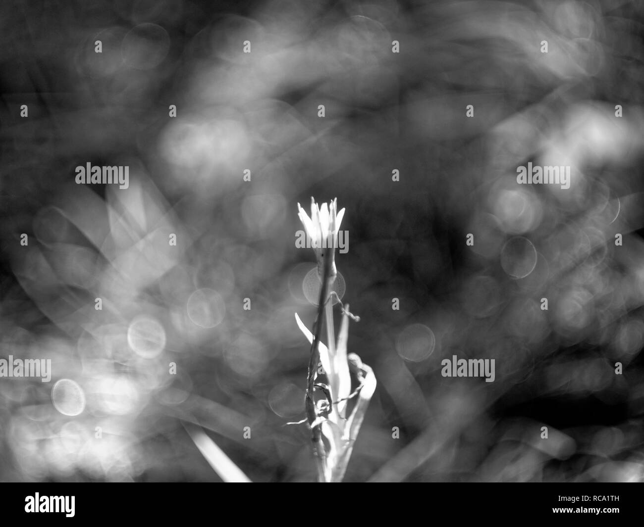 Pissenlit fleur dans le jardin de l'été, photographie en noir et blanc Banque D'Images