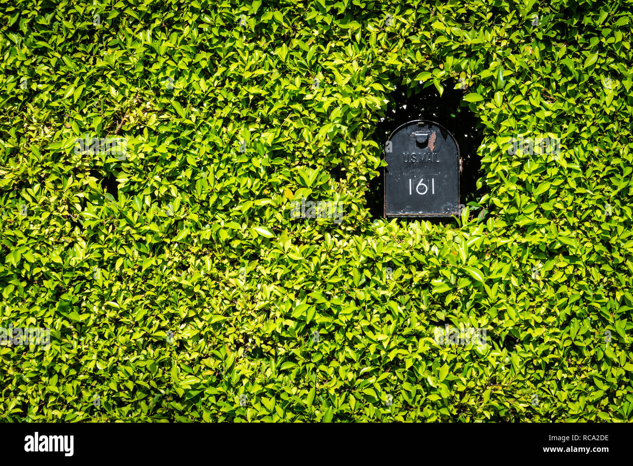 Niché à l'intérieur de la boîte aux lettres hedge à Palm Beach, en Floride. (USA) Banque D'Images