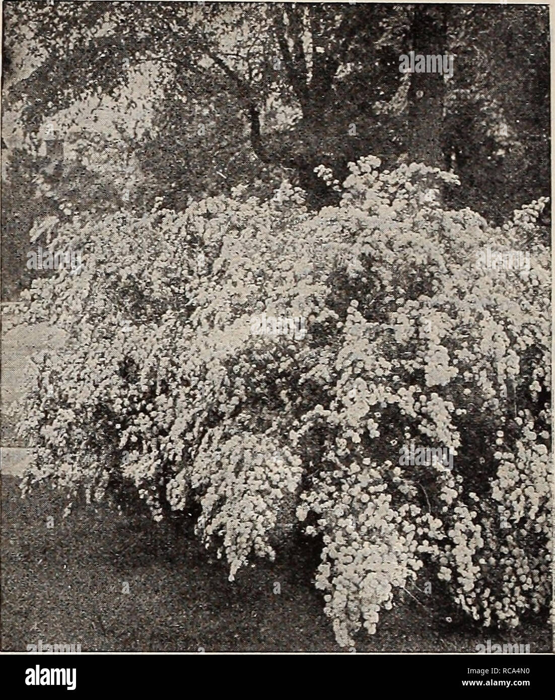 Dreers Garden Book 1918 Les Catalogues De Graines De