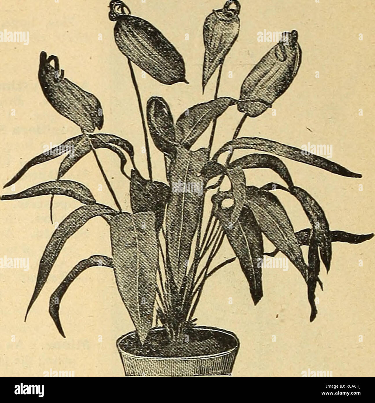 Dreer Catalogue Automne 1916 Du Ampoules Plantes