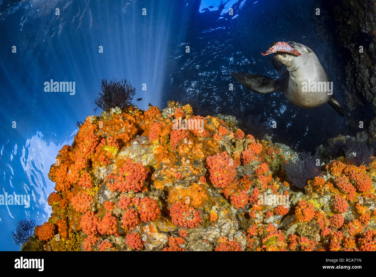 Ce lion de mer de Californie a choisi un endroit particulièrement photogénique pour son temps de jeu matinal. Banque D'Images Ce lion de mer de Californie a choisi un endroit particulièrement photogénique pour son temps de jeu matinal. Banque D'Images