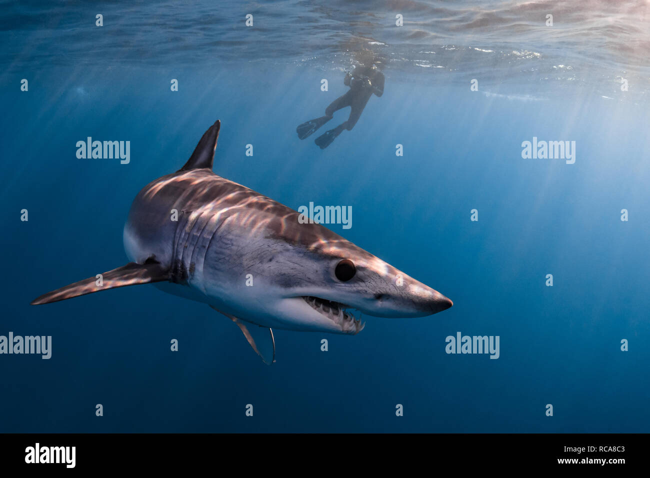 Requin mako dans l'océan pacifique Banque D'Images