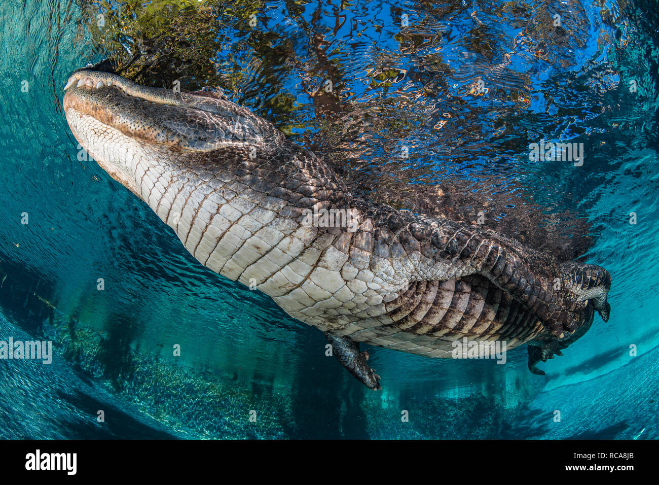 Alligator américain dans un étang Banque D'Images