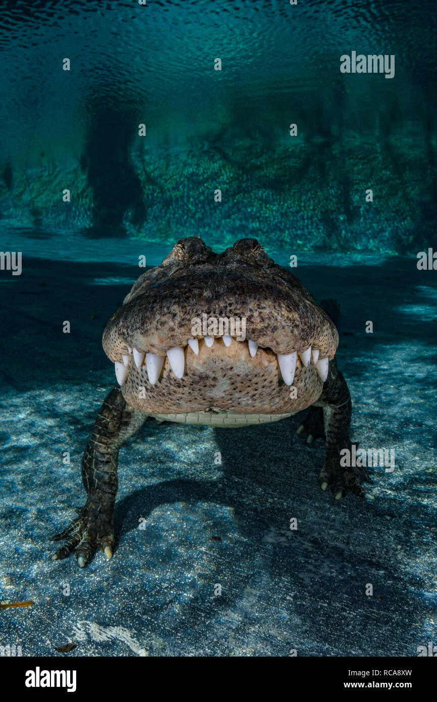Alligator américain dans un étang Banque D'Images Alligator américain dans un étang Banque D'Images