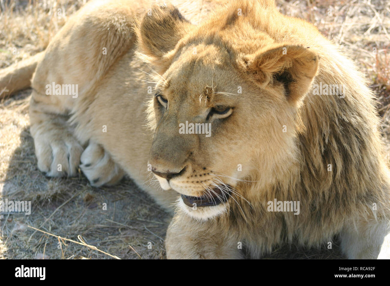 Lion d'images HD 1080p Banque D'Images