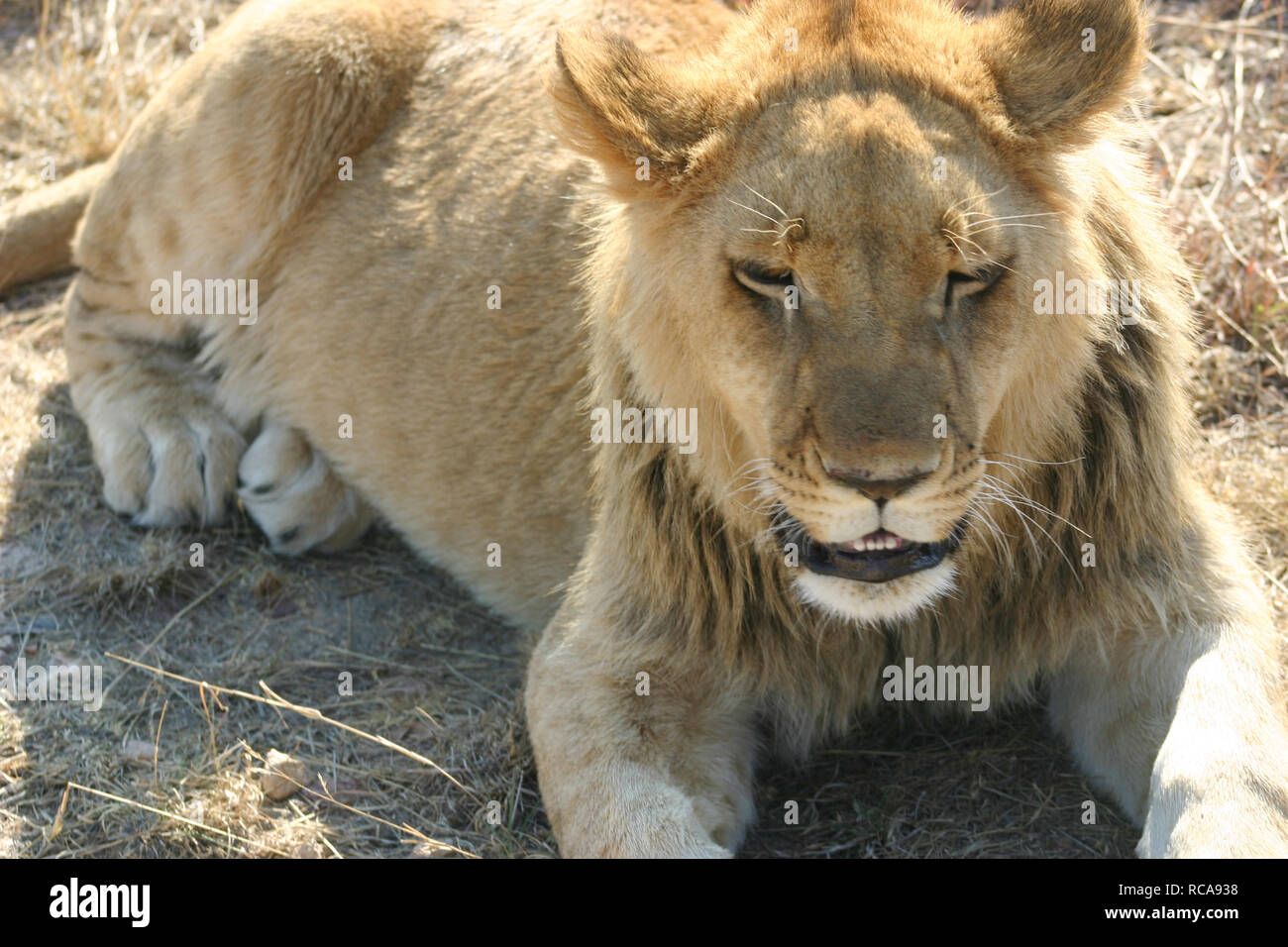 Homme lion photos Banque D'Images