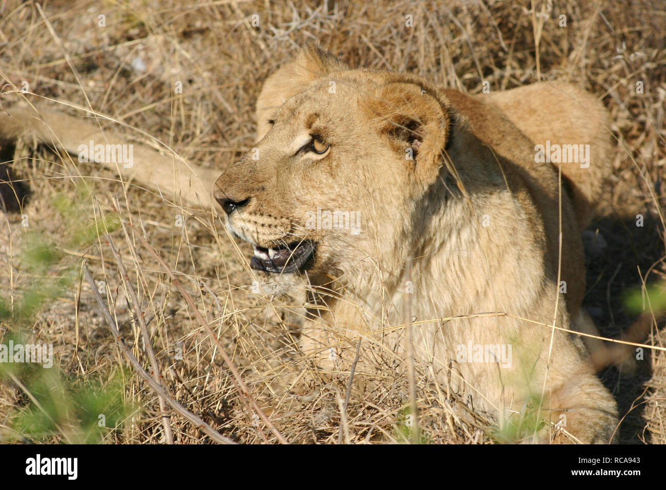 3d image lion pose dans l'herbe Banque D'Images