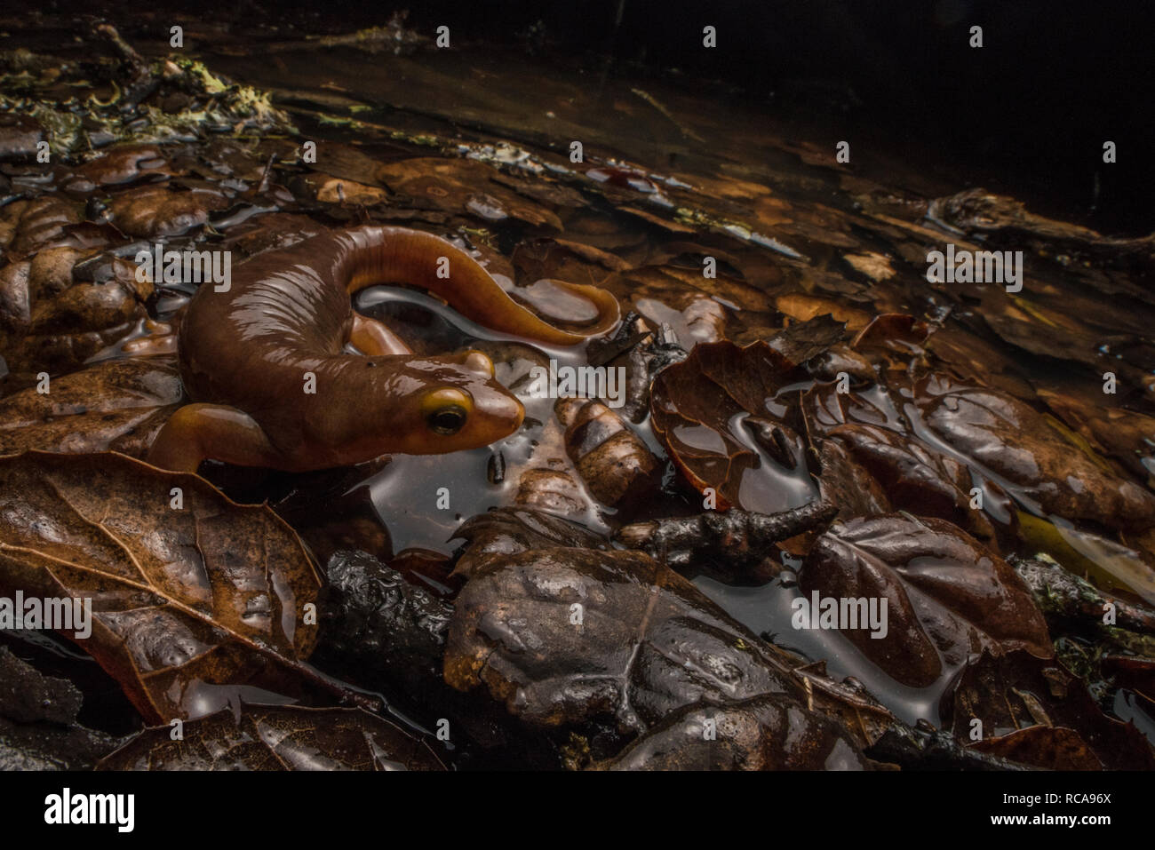 Une Californie newt (Taricha torosa) une salamandre de espèces toxiques trouvés en Californie promenades autour de la bordure de son étang d'élevage dans la nuit. Banque D'Images