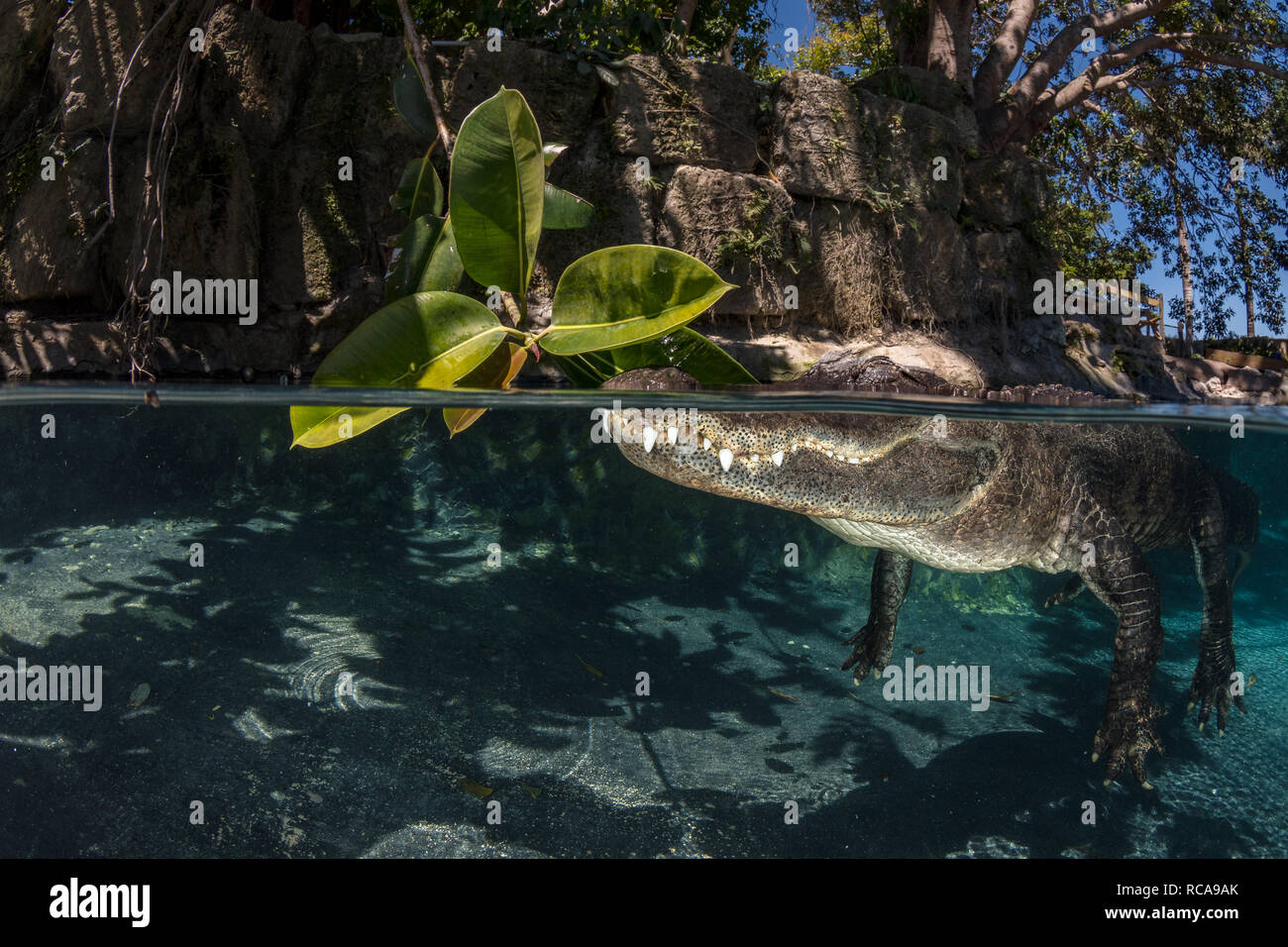 Alligator américain dans un étang Banque D'Images